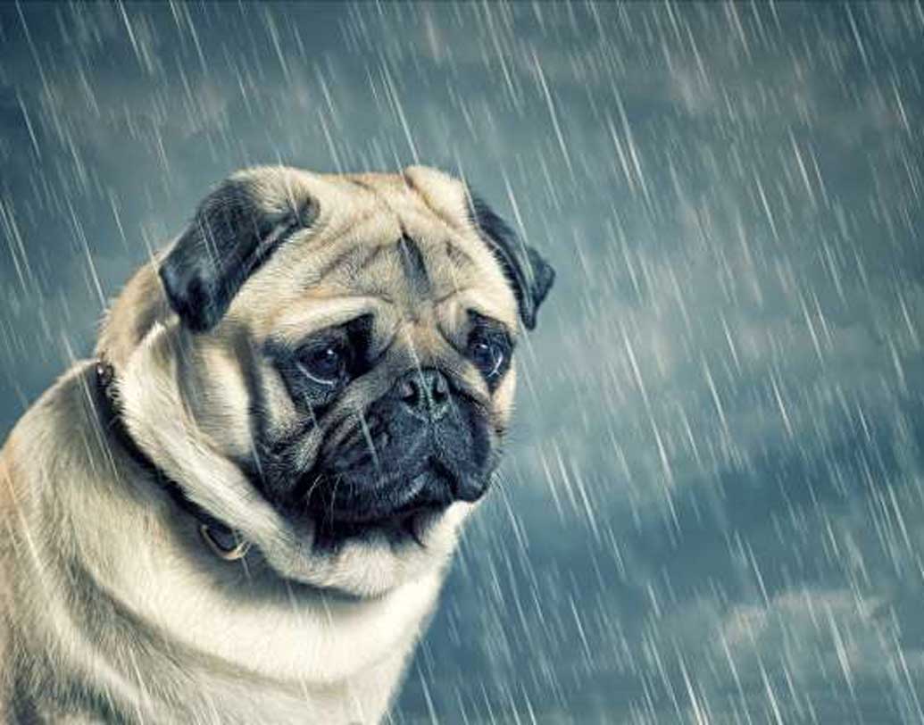 বেসরকারি মতে ৬০০টি আর সরকারি পরিসংখ্যান অনুযায়ী ৬টি কুকুর এই সেতু থেকে ঝাঁপ দিয়েছে নিচে, অল্প জলের পাথুরে জমিতে পড়ে মৃত্যু হয়েছে প্রতিটি সারমেয়রই। ১৯৫০-এর দশকেই নাকি ৬০০টি কুকুর ঝাঁপ দিয়েছিল এই সেতু থেকে।