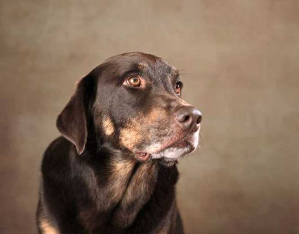 শোনা যায়, এই সেতুর আশপাশে ঘোরাফেরা করলেই নাকি যে কোনও কুকুর অদ্ভুত আচরণ করতে থাকে। কারও মতে, শুধুমাত্র হতাশায় ভোগা কুকুরদের ক্ষেত্রেই এমনটা ঘটে।