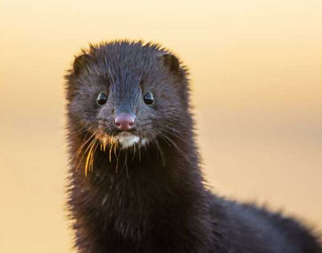 এক প্রাণীবিদ বলেন, রোদ থাকলে এই অঞ্চলে বেজি ও ইঁদুরজাতীয় প্রাণীর গন্ধ অনেক বেশি বাতাসে ছড়িয়ে পড়ে। সেই প্রাণীগুলির আকর্ষণে দেওয়াল বেয়ে ওঠার চেষ্টা করে সারমেয়গুলি। উচ্চতা বোঝার আগেই ঝাঁপ দেয়। কিন্তু সারা স্কটল্যান্ডে ২৬ হাজারের মতো এই প্রজাতির প্রাণী রয়েছে। তা হলে শুধু এখানেই কেন? এই প্রশ্ন রয়েই গিয়েছে।