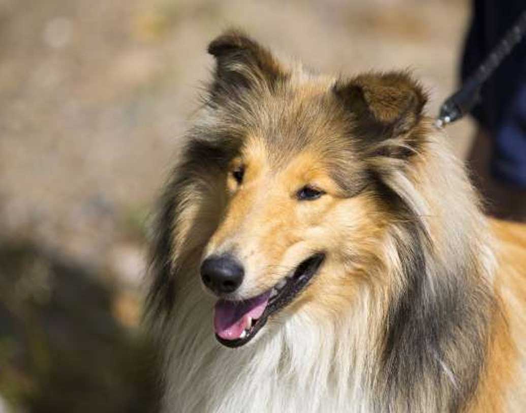 সাধারণত যে সব কুকুরের ক্ষেত্রে নাকের অংশ (স্নাউট) লম্বা তারাই নাকি বেশি পরিমাণে সেতু থেকে ঝাঁপ দিয়েছে, এমনটাও বলেছেন কেউ কেউ। বিজ্ঞানীদের দাবি, লম্বা স্নাউট হলে গন্ধ শোঁকার ক্ষমতা বেশি হয়। তাই সেতুর দিকে বেশি যেতে চায় সারমেয়গুলি।