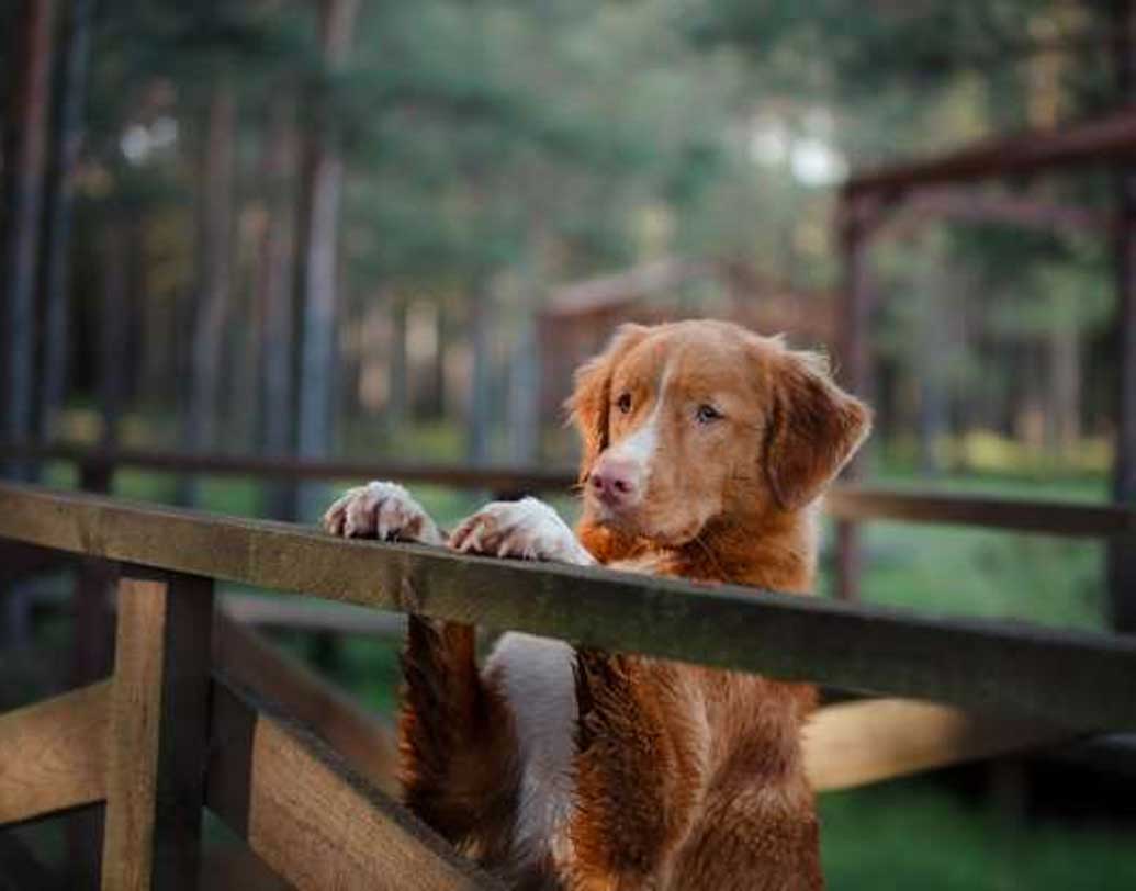রোদ ঝলমল দিনগুলিতেই মূলত এই কুকুরগুলির ঝাঁপ দেওয়ার ঘটনা নাকি ঘটেছে। যার ফলে প্রাণীবিদদের এই দাবিই অনেক বেশি জোরাল বলে মনে হচ্ছে। যদিও স্থানীয়দের দাবি, এলাকায় অত সংখ্যক বেজি নাকি নেই।