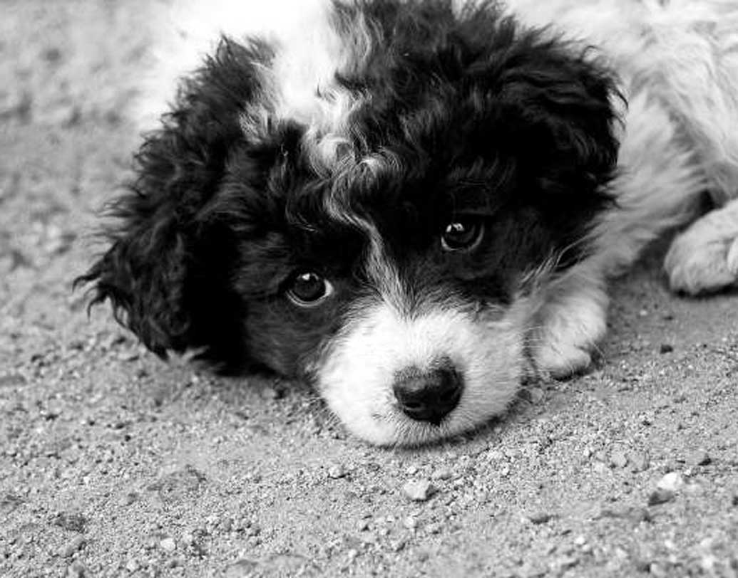 সাইকোসিস নামে একটি রোগের থেকেও এই ঝাঁপ দেওয়ার প্রবণতা তৈরি হয়, বলছেন অপর এক প্রাণী মনস্তত্ত্ববিদ। কিন্তু শুধুমাত্র ডাম্বারটনের এই সেতু থেকেই কেন ঝাঁপ দেওয়ার প্রবণতা বেশি? নেই কোনও পোক্ত উত্তর।