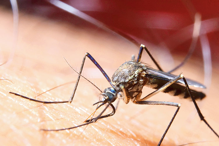 Death toll is rising on Unknown fever