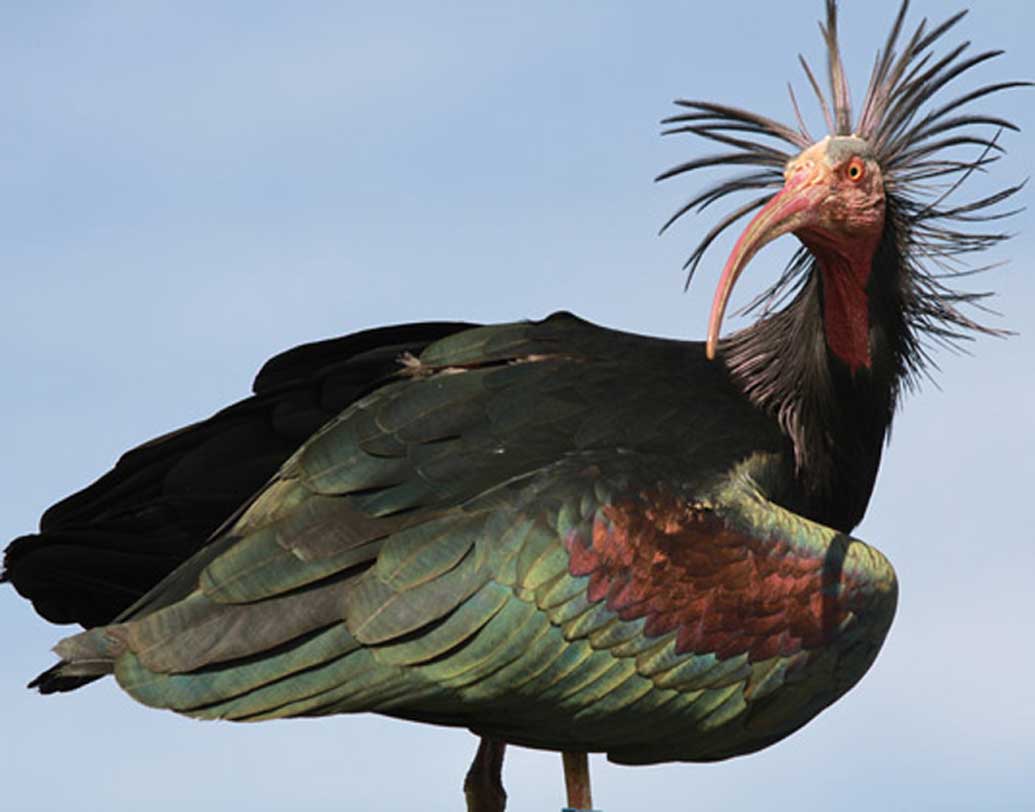 Northern Bald Ibis bird was taught to migrate by following aeroplane dgtl
