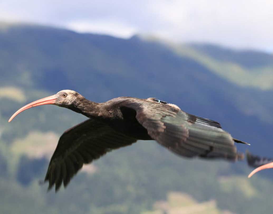 নর্দার্ন ব্যাল্ড আইবিস নামের এই পাখিটিকে ফিরিয়ে আনার চেষ্টা করছেন এক দল বিজ্ঞানী। বহু বছর ধরে সেই চেষ্টাই চলছে। আসলে শিকার এবং মারাত্মক শীতল আবহাওয়ার কারণেই পাখিটি ইউরোপ থেকে হারিয়ে গিয়েছিল বলে মনে করছেন বিজ্ঞানীরা।