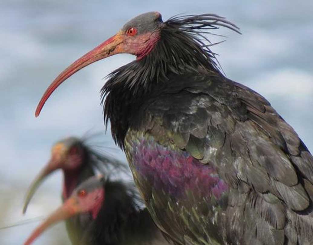 এদের ওয়ালড্রাপও বলা হয়ে থাকে। অস্ট্রিয়া, জার্মানি, সুইৎজারল্যান্ডে এক সময় যাদের দেখা মিলত। পরে তাদের স্থান ছিল শুধুমাত্র চিড়িয়াখানায়। এর পর একদিন আচমকাই দেখা গেল এক অন্যরকম দৃশ্য।