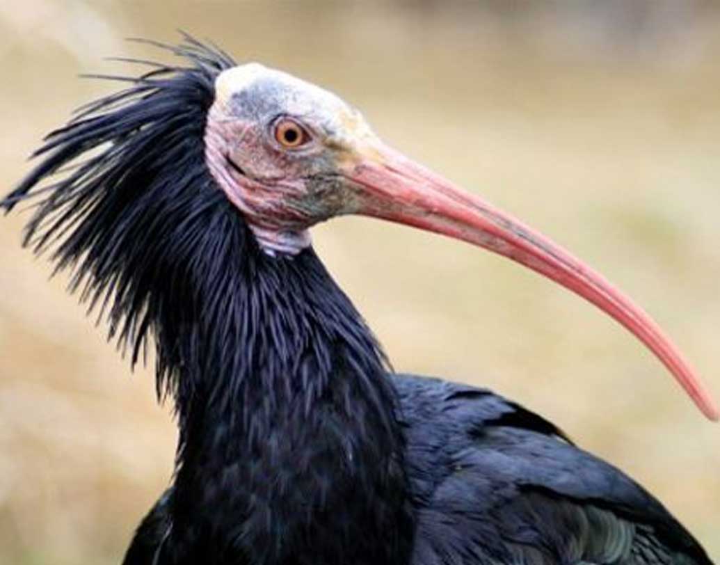 এই পাখিগুলি নিজের পথ চিনে নিতে পারছে না। ইউরোপ ছাড়াও ভূমধ্যসাগরীয় এলাকা ও পশ্চিম এশিয়ায় পাওয়া যেত তাদের। কিন্তু সেখান থেকে ইউরোপে যেতে পারছে না তারা। তখন একটা সিদ্ধান্ত নেওয়া হল।