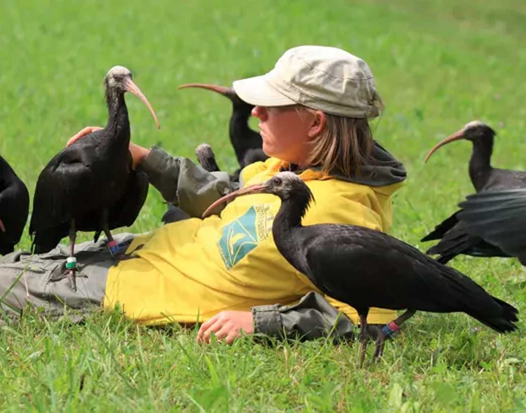 আইবিসকে যত্ন নিয়ে আবারও ‘ওয়াইল্ড লাইফ’-এ ফিরিয়ে আনার চেষ্টা করছেন করিন্না ইস্টেরার নামে এক পাখি বিশারদ। রয়েছেন অন্যান্য বিজ্ঞানীরাও। নিজের মেগাফোন দিয়ে তিনি সংযোগও করেন পাখিগুলির সঙ্গে।