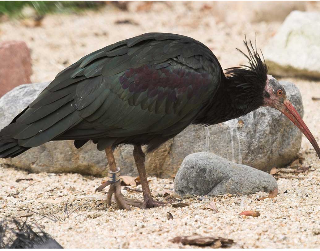 ওই কাস্তেচরা বা আইবিস পাখিগুলির উপর নজর রাখার জন্য কর্মীরাও পালিয়ে গিয়েছে। পথ চিনে ইথিওপিয়ায় যাওয়ার কথা ছিল পাখিগুলির।