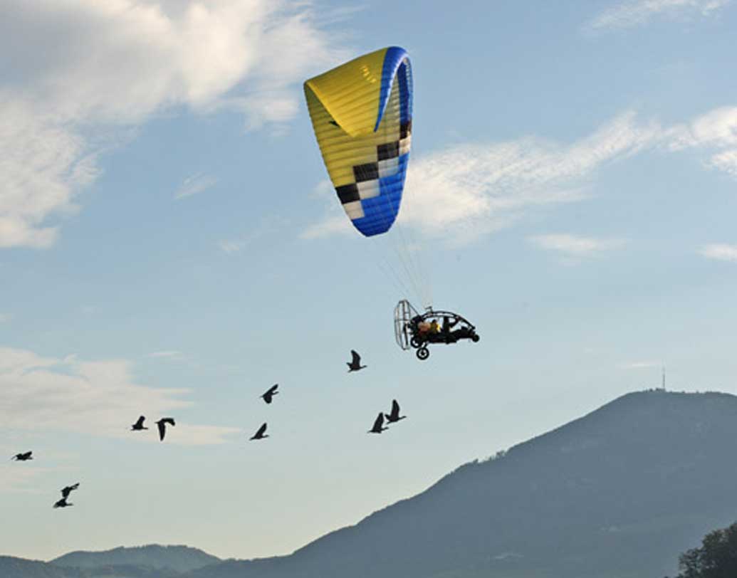 এ বার আইবিস পাখিকে পথ চিনিয়ে নিয়ে যেতে সাহায্য করছেন বিজ্ঞানীরা। মাইক্রোলাইট বিমান উড়িয়ে নিয়ে যাওয়া হচ্ছে তাদের ওড়ার পথের সামনে দিয়ে। যাতে তারা পথ চিনে পাড়ি দিতে পারে ইতালি-সহ অন্য ইউরোপীয় শহরে। বলা ভাল পাখিগুলি ‘ফলো’ করছে বিমানকে।