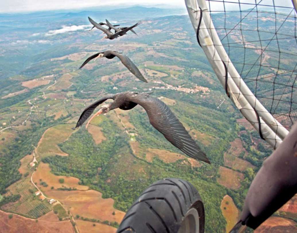 ১০ বছর ধরে এই কাজ করছেন বিজ্ঞানীরা। পথ চিনিয়ে বাড়ি নিয়ে যাচ্ছেন প্রাচীন পাখিগুলিকে। ব্যবহার করা হচ্ছে জিপিএস ট্র্যাকারও। কিন্তু অনেক বিজ্ঞানী আবার এই ট্র্যাকার ইত্যাদি ব্যবহারের পক্ষপাতী নন।