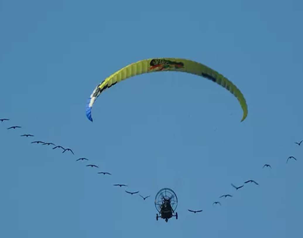 এক্কেবারে ‘ভি’ আকারে উড়ে যায় কাস্তেচরা অর্থাৎ আইবিস পাখির ঝাঁক। চেষ্টা করা হচ্ছে বিদ্যুতের তার, মোবাইল টাওয়ার ইত্যাদির হাত থেকে যাতে বিরল প্রজাতির পাখিগুলিকে বাঁচানো যায়। কিছু পাখি যদিও মাঝপথে ফিরে গিয়েছিল। কিন্তু ৮৪টি পাখিকে মধ্য ইউরোপে ফিরিয়ে এনেছেন বিজ্ঞানীরা।
