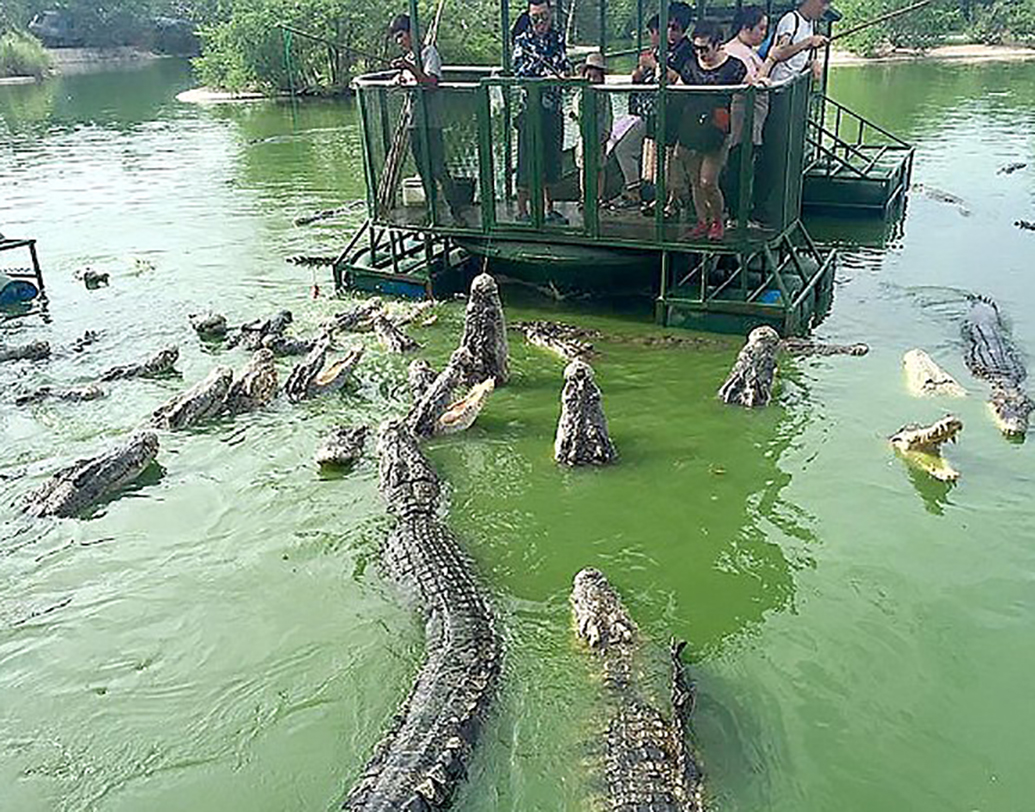 এলিফ্যান্ট কিংডম, তাইল্যান্ড

‘জলে কুমির ডাঙায় বাঘ’ প্রবাদটি শুনেছন! এখানে জলে শুধুই কুমির। লঞ্চ বা নৌকো থেকে মাংস খাওয়াতে যান অনেকেই। সেই সময় লঞ্চের ওপর কুমিরের লাফিয়ে উঠে পড়ার ঘটনাও ঘটেছে। পর্যটকদের দিকে তেড়ে গিয়েছে বড়সড় কুমির, এমনও হয়েছে।