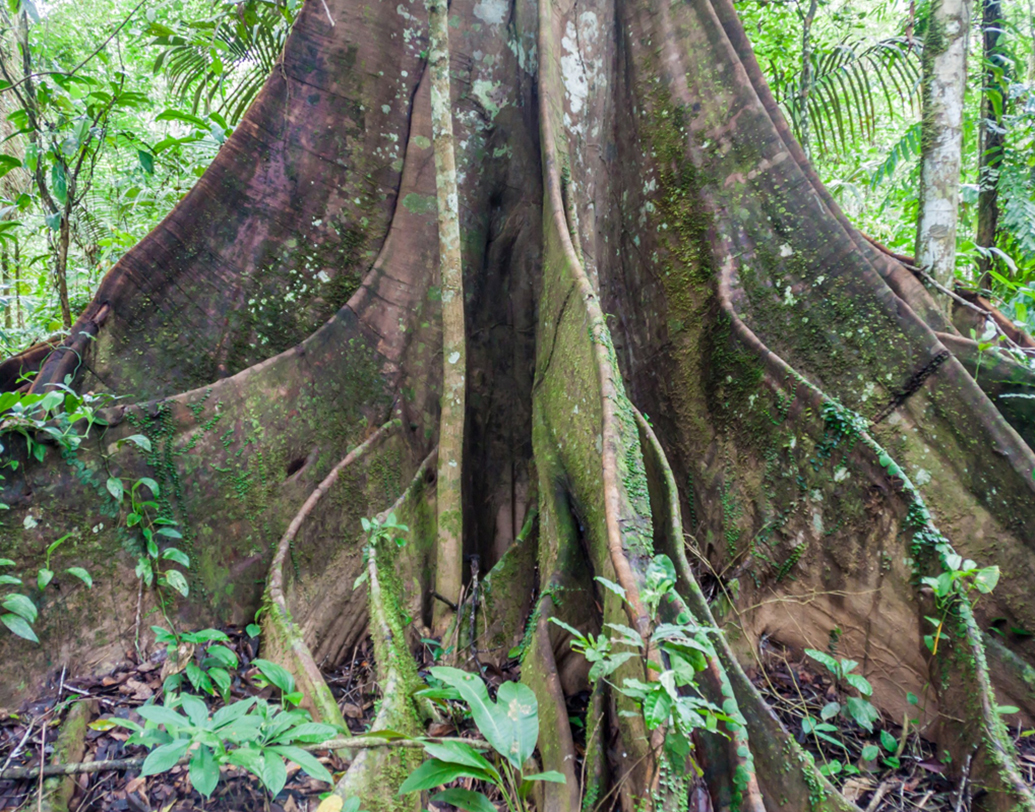 মাদিদি ন্যাশনাল পার্ক, বলিভিয়া

বিষাক্ত গাছে ভর্তি এই পার্ক। তার সংস্পর্শে এসে গুরুতর অসুস্থ হয়ে পড়ার সম্ভাবনা রয়েছে। এমনকি, মৃত্যুও হতে পারে। কাঁটা বা সেই জাতীয় কিছুতে হাতে সামান্য ক্ষত হলেও আর রক্ষে নেই। নানারকম রোগ ও সংক্রমণ দেখা দিতে পারে।