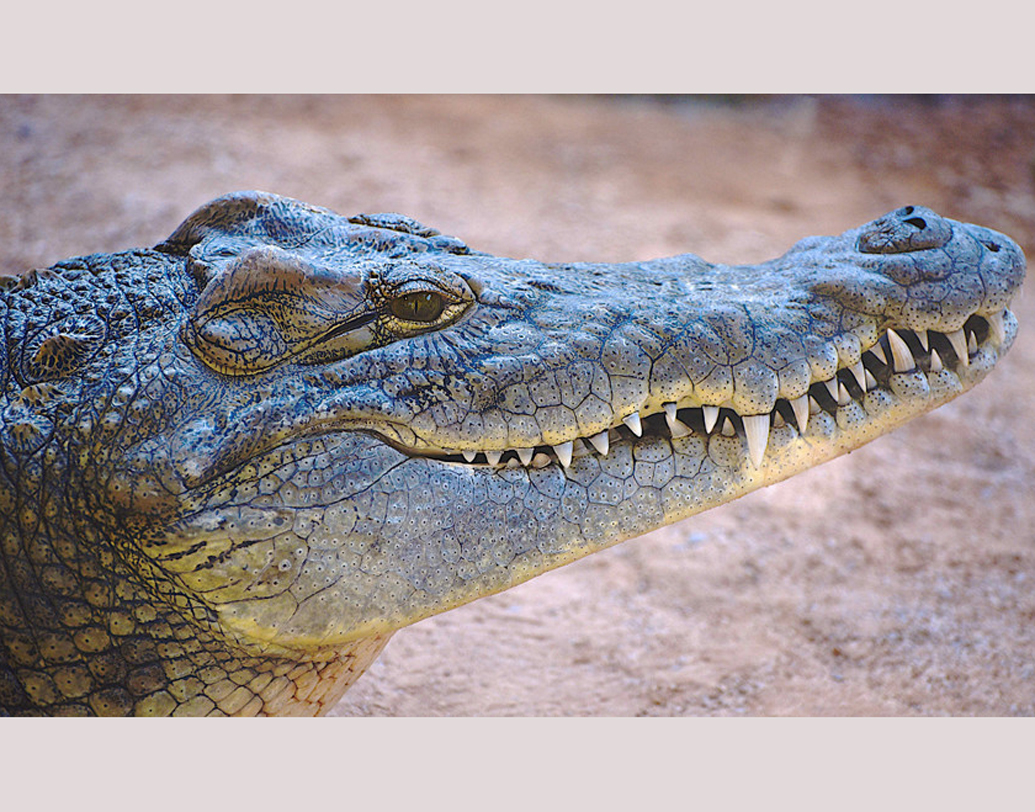 নাইল ক্রোকোডাইল নামে বিশেষ প্রজাতির কুমির প্রায় ৩৯ ফুট গভীর গর্ত খুঁড়তে পারে।