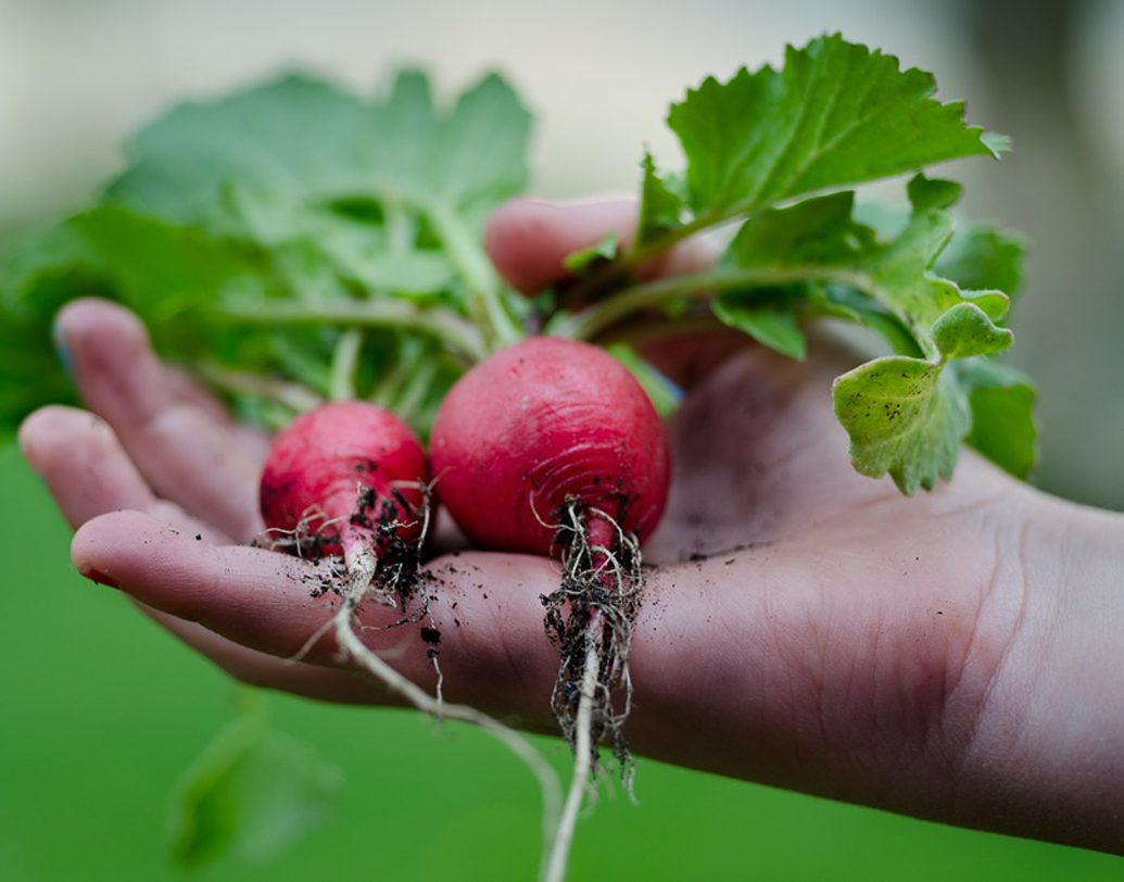 কিচেন গার্ডেন করার আগে বুদ্ধি খাটিয়ে কিছু জায়গা বেছে নিন। বাড়ির সব জায়গাই কিন্তু কিচেন গার্ডেনের জন্য উপযুক্ত নয়। গাছ বেড়ে ওঠার জন্য আলো যেমন প্রয়োজন, তেমনই কিন্তু ছায়াও খুব দরকারি। তাই জায়গা বাছার সময় এই দিকটা অবশ্যই মাথায় রাখুন। ছবি: পিক্সঅ্যাবে।