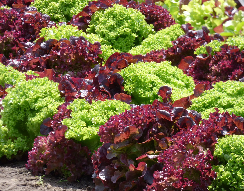 অনেকেই ফ্ল্যাটে থাকেন, স্কোয়্যার ফুটের অঙ্কে জায়গাও থাকে না বেশি। সে ক্ষেত্রে লম্বালম্বি কোনও জায়গা বাছার কথা ভাবুন। বারান্দার কোণায় র‌্যাক করে সেখানে গাছ রাখুন। পাঁচিল ঘেঁষে বেড়া দিয়ে বা লাঠিজাতীয় জিনিস রেখে তার উপরও পরপর রাখতে পারেন গাছ। এতে জায়গা বাঁচে, ঘন হয়ে থাকা গাছ সৌন্দর্যও বাড়ায়। ছবি: শাটারস্টক।