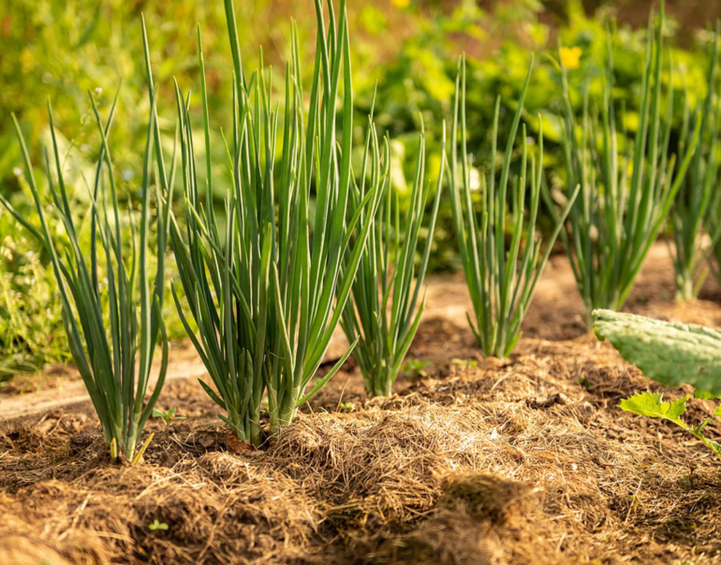 ছোট আকারে বাগান করার জায়গা মিললে প্রথমেই ঠিক করে নিন কোন ফসলের জন্য কতটুকু জায়গা বরাদ্দ করবেন। প্রতিটি সব্জির জন্য ১৫-২০ শতাংশ জায়গা নিন। অনেকটা জায়গা লাগে এমন গাছ বাদ দিয়ে বরং, কম জায়গায় ফলনশীল ফসলের কথা ভাবুন। বিট, ফুলকপি, বাঁধাকপি, লঙ্কার কথা ভাবতে পারেন এ ক্ষেত্রে। ছবি: পিক্সঅ্যাবে।