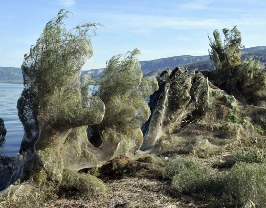 মাকড়সা দেখলেই যাঁরা ভয়ে পালান, তাঁদের কাছে এ যেন দুঃস্বপ্ন! এক-আধটা মাকড়সার জাল নয়, গ্রিসের ওই শহরের সি-বিচে প্রায় ১ হাজার ফুট দীর্ঘ জায়গা জুড়ে ছড়িয়ে পড়ে সে জাল। যেন মাকড়সারা এক সঙ্গে মিলে হামলা চালিয়েছে।