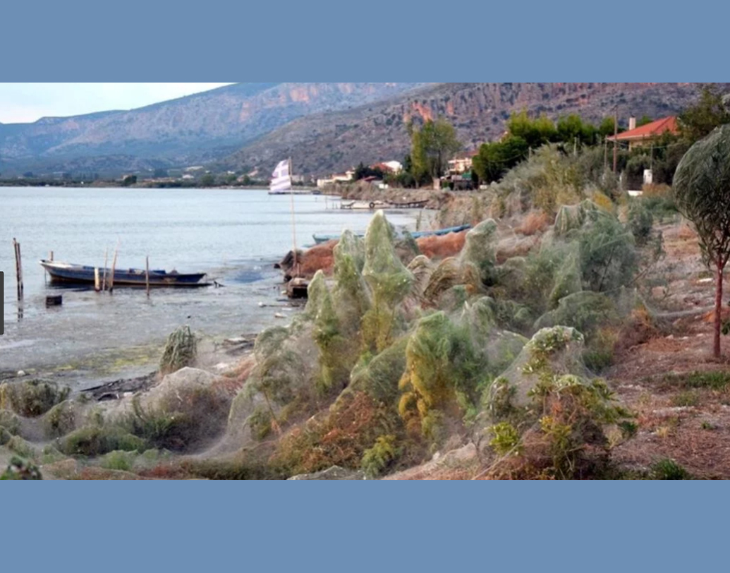 মেঘের মতো সাদা জালে ছেয়ে যায় গোটা শহরের সমুদ্রতট, গাছপালা, গাড়ির ছাদ, পরিত্যক্ত বোটের গায়ে।