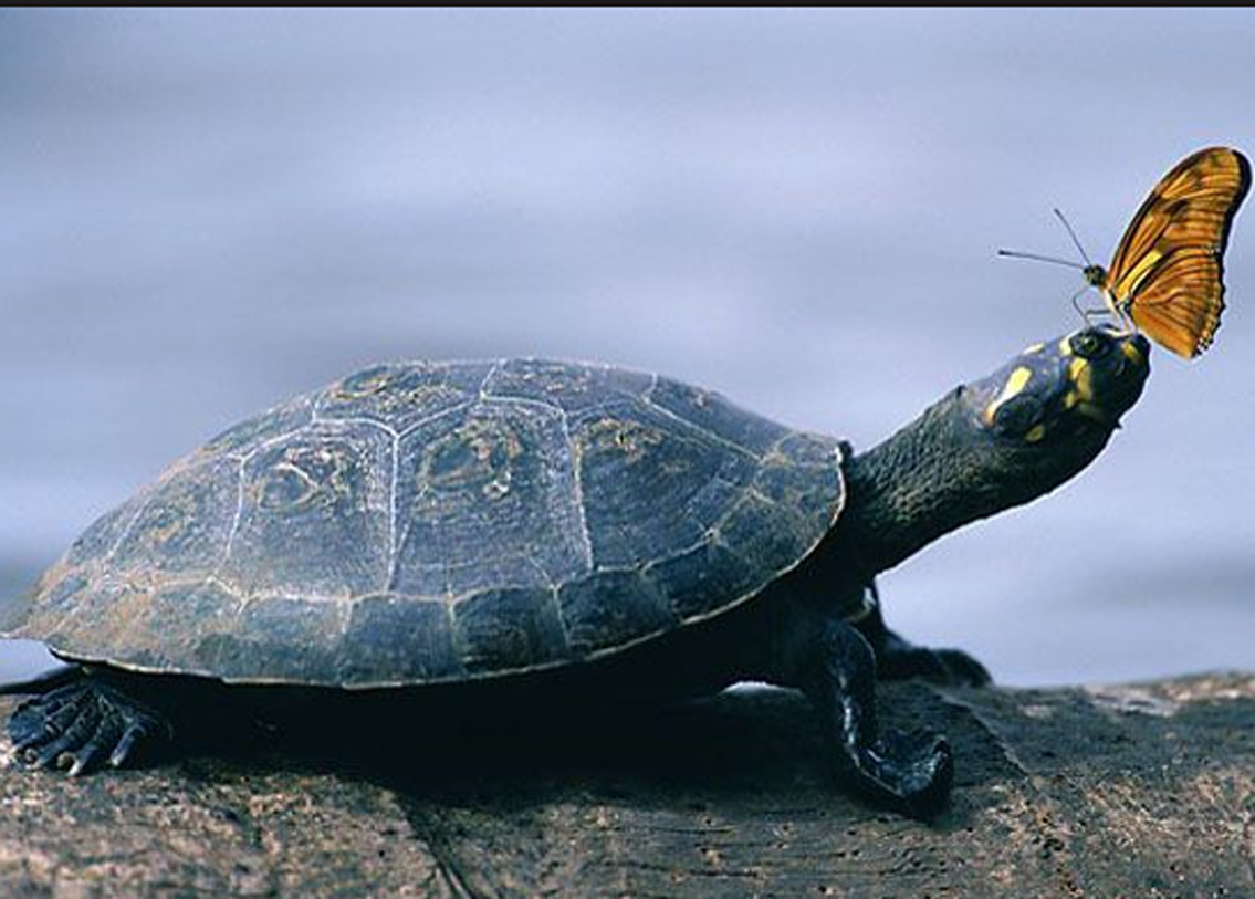 পর্যটকেরা এমন দৃশ্য অনেকেই দেখে থাকবেন। কিন্তু কেন প্রজাপতিরা কচ্ছপের চোখে গিয়ে ভিড় করে তা অনেকেরই অজানা। আসলে ‘কান্না’ থামাতে নয়, প্রজাপতিরা কচ্ছপের চোখের জল শুষে নেয় নিজেদের স্বার্থেই। তারা কচ্ছপের চোখের জল থেকেই নিজেদের শরীরে লবণের ভারসাম্য বজায় রাখে।