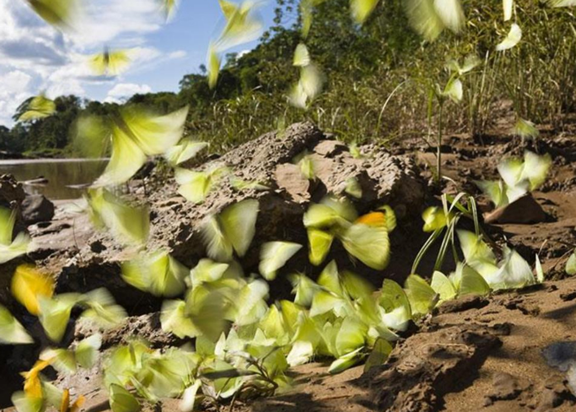 কচ্ছপের চোখের জলই অবশ্য একমাত্র লবণের উৎস নয় প্রজাপতিদের। প্রাণীর মূত্র, ঘামে ভেজা জামা, নদীর তীরে জমে থাকা পলি থেকেও লবণ খায় তারা। কিন্তু কেন এরকম করতে হয় তাদের?
