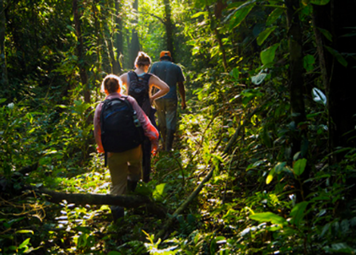 প্রাণী বিশেষজ্ঞরা জানাচ্ছেন, আমাজনের ওই অঞ্চলের মাটিতে সোডিয়ামের পরিমাণ খুবই কম। কাছাকাছি যে লবণের ভাণ্ডার রয়েছে, সেই অতলান্তিক মহাসাগর এই অঞ্চল থেকে ১৬০০ কিলোমিটার দূরে। ফলে মাটিতে লবণের পরিমাণ খুব কম। নিজেদের শরীরে লবণের ভারসাম্য বজায় রাখতেই এমন আচরণ তাদের।