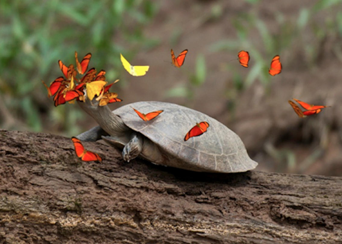 কিন্তু এতে কি কচ্ছপের কোনও ক্ষতি হয়? প্রাণী বিশেষজ্ঞদের মতে, শারীরিক ভাবে তেমন কোনও ক্ষতি হয় না। কিন্তু চোখের উপরে প্রজাপতি বসে থাকায় তাদের দৃষ্টি বাধা পায়। শিকারি বা অন্য কোনও বিপদ সামনে রয়েছে কি না কচ্ছপের দল তা দেখতে পায় না।