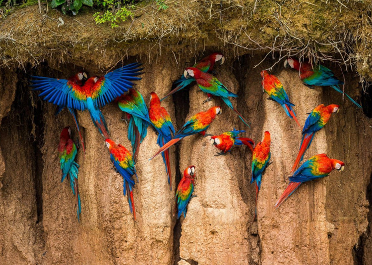 প্রজাপতি ছাড়া অনেক সময় মৌমাছিদেরও এমন করতে দেখা যায়। আর এই অঞ্চলের অন্য প্রাণীরা কী ভাবে লবণের অভাব মেটায়? প্রাণী বিশেষজ্ঞেরা জানাচ্ছেন, ম্যাকাও বা অন্য পাখিদের অনেক সময় মাটি খেতে দেখা যায়। বাঁদরের কিছু প্রজাতিকেও মাটি খেতে দেখা গিয়েছে।