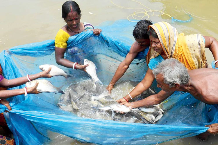 তাজা-মাছ: নতুন পদ্ধতিতে মাছ চাষে খুশি মহিলারা। ছবি: নির্মল বসু