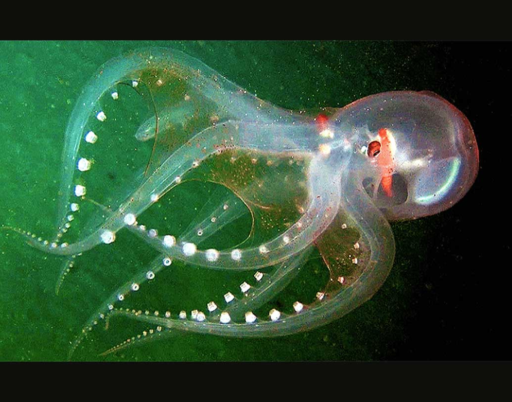 এই প্রাণীগুলো গ্লাস অক্টোপাস ও গ্লাস স্কুইড। আক্রান্ত হলে বা এরকম কোনও সম্ভাবনা থাকলে, গভীর সমুদ্রের এই প্রাণীগুলি এমনভাবে নিজেদের লুকিয়ে ফেলতে পারে, মনে হয় তারা অদৃশ্য।