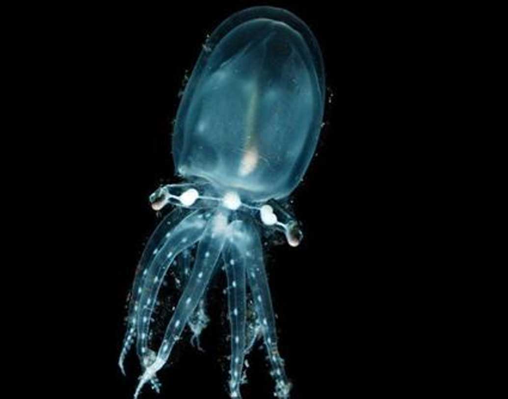 গ্লাস অক্টোপাস: সমুদ্রে দু’টি উপায়ে নিজেদের লুকিয়ে ফেলতে পারে সামুদ্রিক প্রাণী গ্লাস অক্টোপাস। সাগরের তলদেশে বসবাসকারী এই প্রাণী বালি, পাথরের সঙ্গে অদ্ভুত ভাবে মিশে যেতে পারে। লুকিয়ে পড়তে পারে প্রবাল প্রাচীর বা কোরাল রিফের আড়ালে।