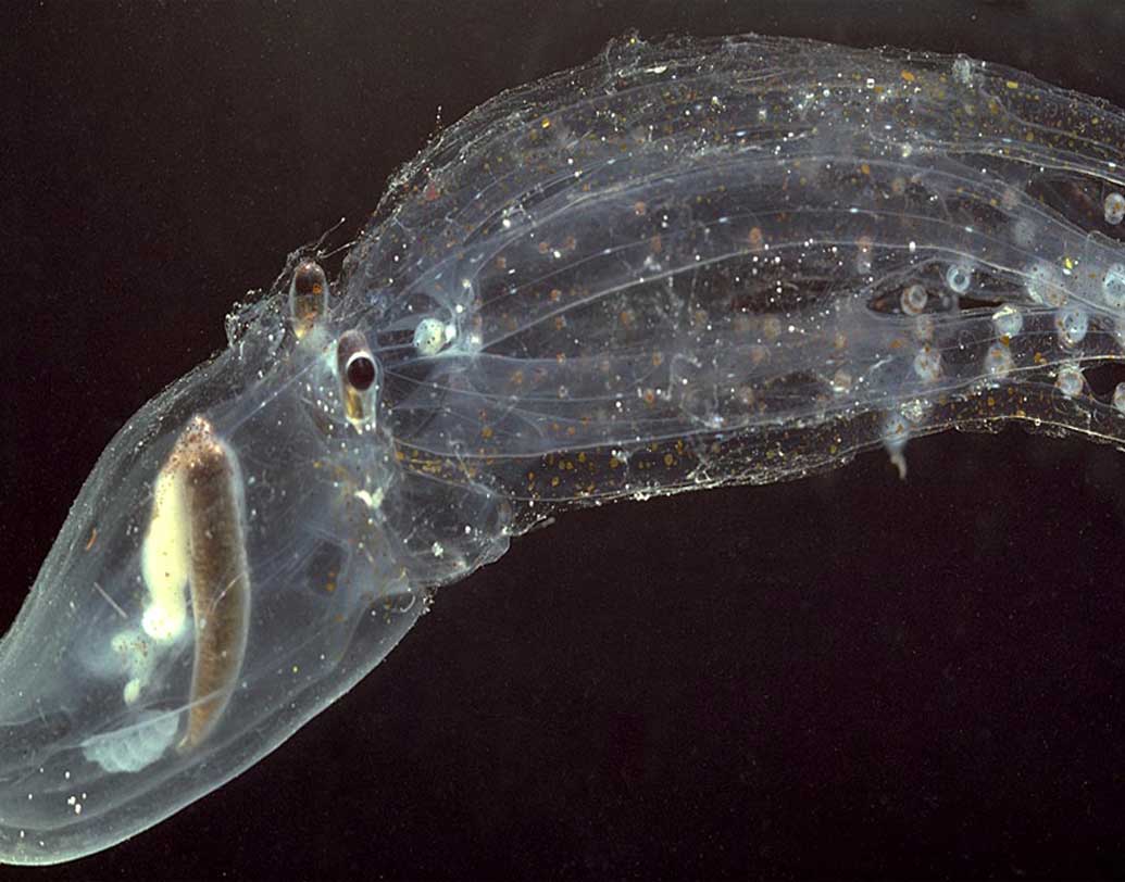 শরীরের রং বদলাতে এরা ওস্তাদ। অনেক সময় এরা কালো রঙে বদলে ফেলে নিজেদের। অন্ধকারে যা অদৃশ্য হওয়ার সমার্থক। সমুদ্রপৃষ্ঠের কাছাকাছি যখন এই প্রাণীগুলো চলে আসে তখন শিকারীর কাছ থেকে নিজেদের লুকিয়ে ফেলতে এক ধরনের বিশেষ আলোর সৃষ্টি করে। একে বায়োলুমিনিসেন্স বলছেন গবেষকরা।