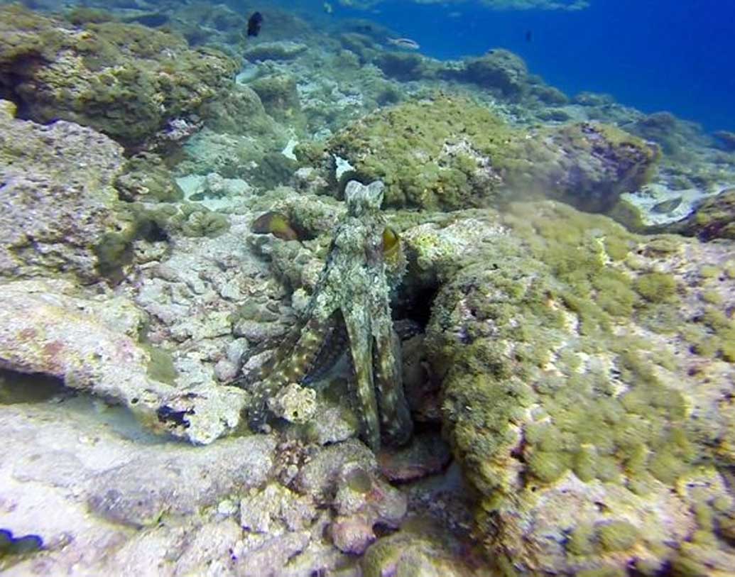 এই প্রক্রিয়ায় তারা শিকারীদের সামনে বিভ্রম সৃষ্টি করে। আর শিকারীরা ভাবে শিকার অদৃশ্য হয়ে গিয়েছে।