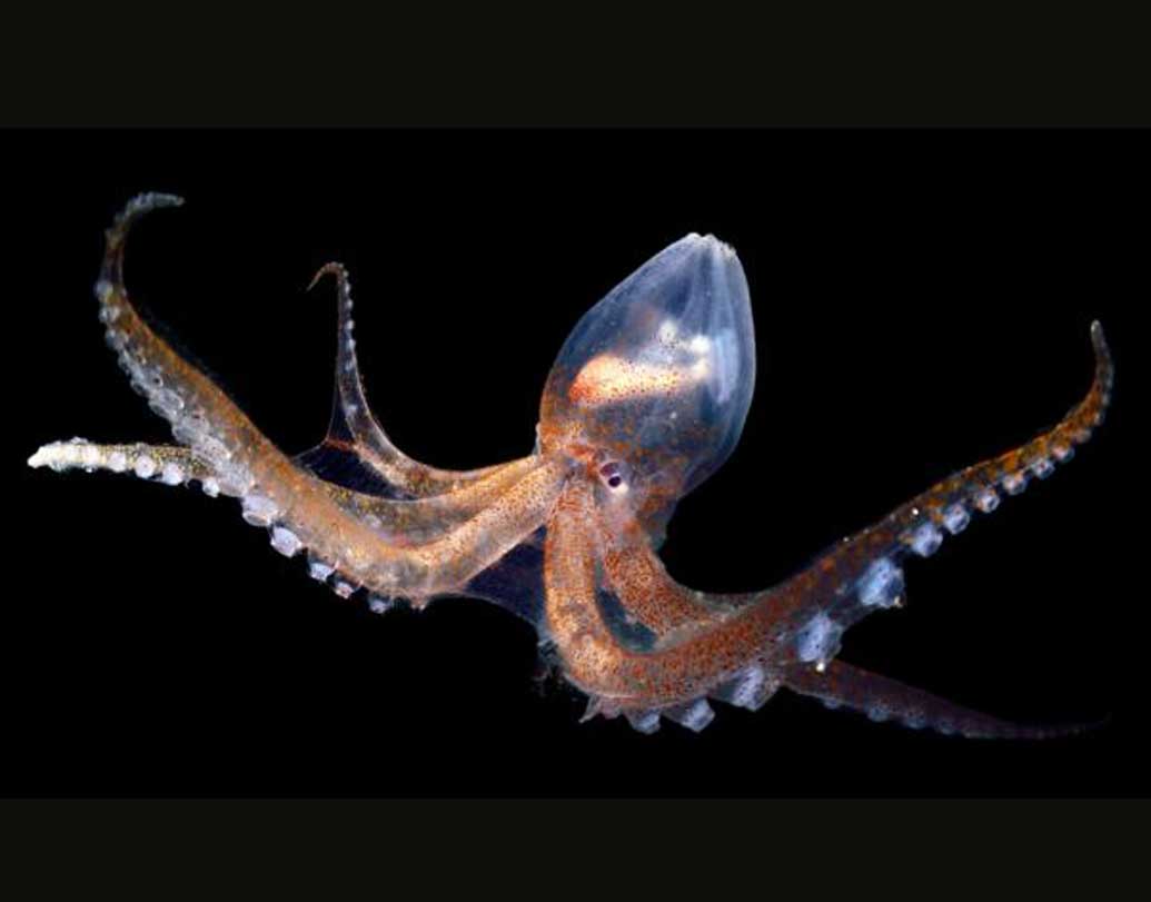 গ্লাস স্কুইডের ক্ষেত্রে গ্লাস পরিবারের অন্তর্ভুক্ত প্রায় ৬০ প্রজাতির স্কুইড রয়েছে। সমুদ্রের ২০০ থেকে ১০০০ মিটারের মধ্যে বসবাস করে এরা। গ্লাস স্কুইডের শরীর পুরোপুরি স্বচ্ছ, তবে এদের বড় চোখগুলো এদের সমস্যায় ফেলে।