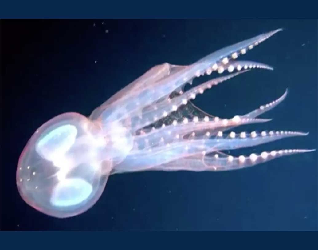 গভীর সমুদ্রে হাঙর জাতীয় শিকারী প্রাণীরা এদের সহজেই তাই দেখে ফেলে। এ জন্য গ্লাস স্কুইড তাদের লুকিয়ে ফেলার জন্য ভিন্ন ছদ্মবেশ ধারণ করে। প্রশান্ত মহাসাগরে ১৬০০ ফুট গভীরেও শিকারীকে বিভ্রান্ত করে তারা।