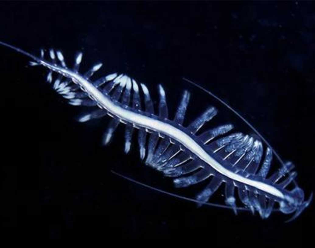 চোখের নীচে একটি বিশেষ কৌশলে এরা আলো তৈরি করতে পারে। সেই আলো সূর্য থেকে আসা আলোর মতোই দেখায়। এই ভাবে সম্পূর্ণরূপে শিকারীদের সামনে অদৃশ্য হয়ে পড়ে। সি সাল্পের ক্ষেত্রেও এমনটাই ঘটে।