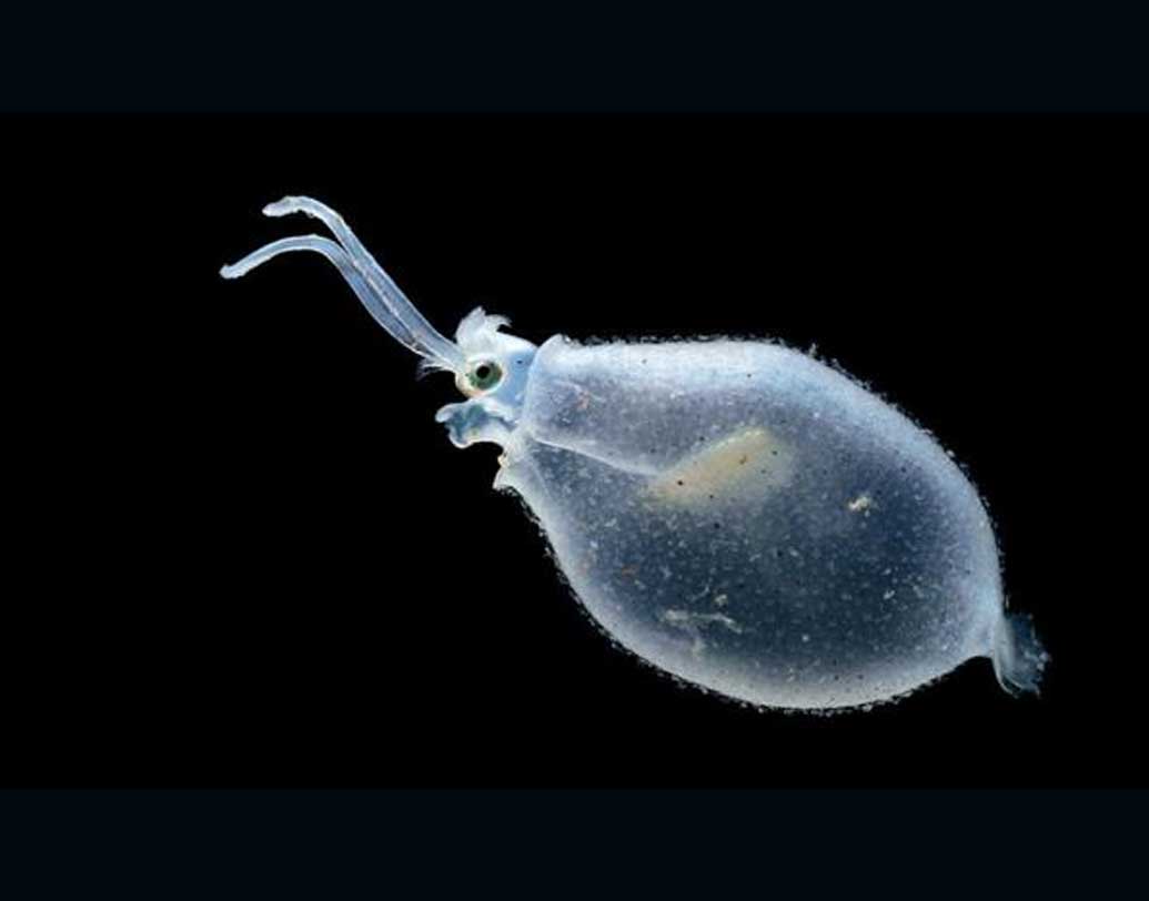 পেনসিলভেনিয়া বিশ্ববিদ্যালয়ের গবেষকরা বলছেন, স্কুইড বিশেষ প্রক্রিয়ায় যে আলো সৃষ্টি করে তা বিস্ময়কর ভাবে চার দিকের অন্য আলোর সঙ্গে মিশে যায়। তখন এমন একটি ‘ভ্রম’ তৈরি করে যা দেখে মনে হয় আলোটি চারদিক থেকে আসছে। ফলে প্রাণীটিকে দেখতে পাওয়া যায় না। যেমন ডিপ সি ওয়ার্ম।