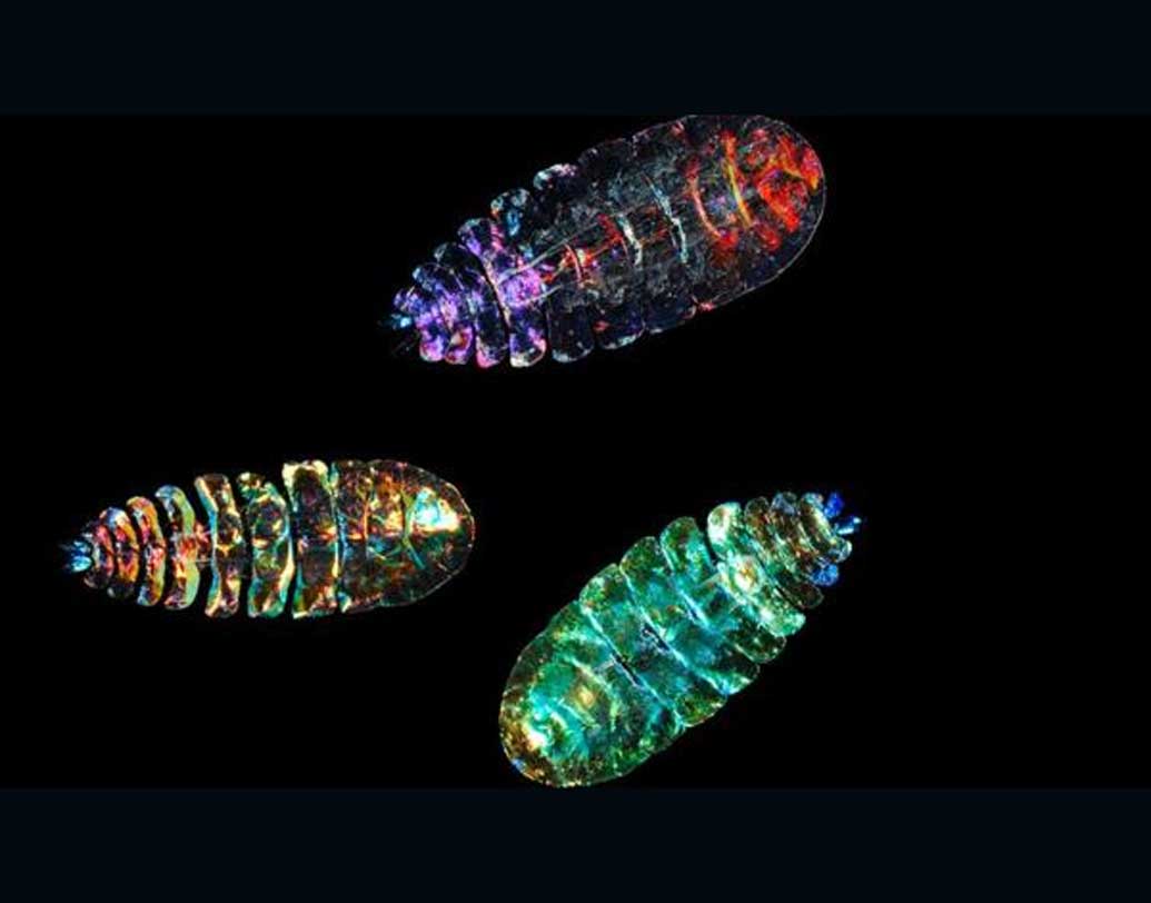 হাইপারইডস, সি স্যাফায়ার ইত্যাদি প্রাণীর ক্ষেত্রেও এই ধরনের অদৃশ্য হয়ে যাওয়ার একটা ক্ষমতা রয়েছে।