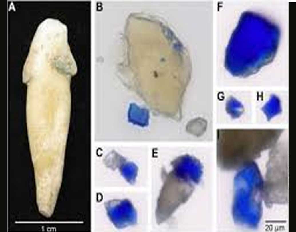 ম্যাক্স প্ল্যাঙ্ক ইনস্টিটিউটের (এমআইটি) গবেষক ক্রিস্টিনা ওয়ারিন বলেন, দাঁতের ফাঁকে আটকে থাকা এরকম অসংখ্য উজ্জ্বল নীল রঙের পাথরের কণা দেখে প্রথমে চমকে গিয়েছিলেন তাঁরা।