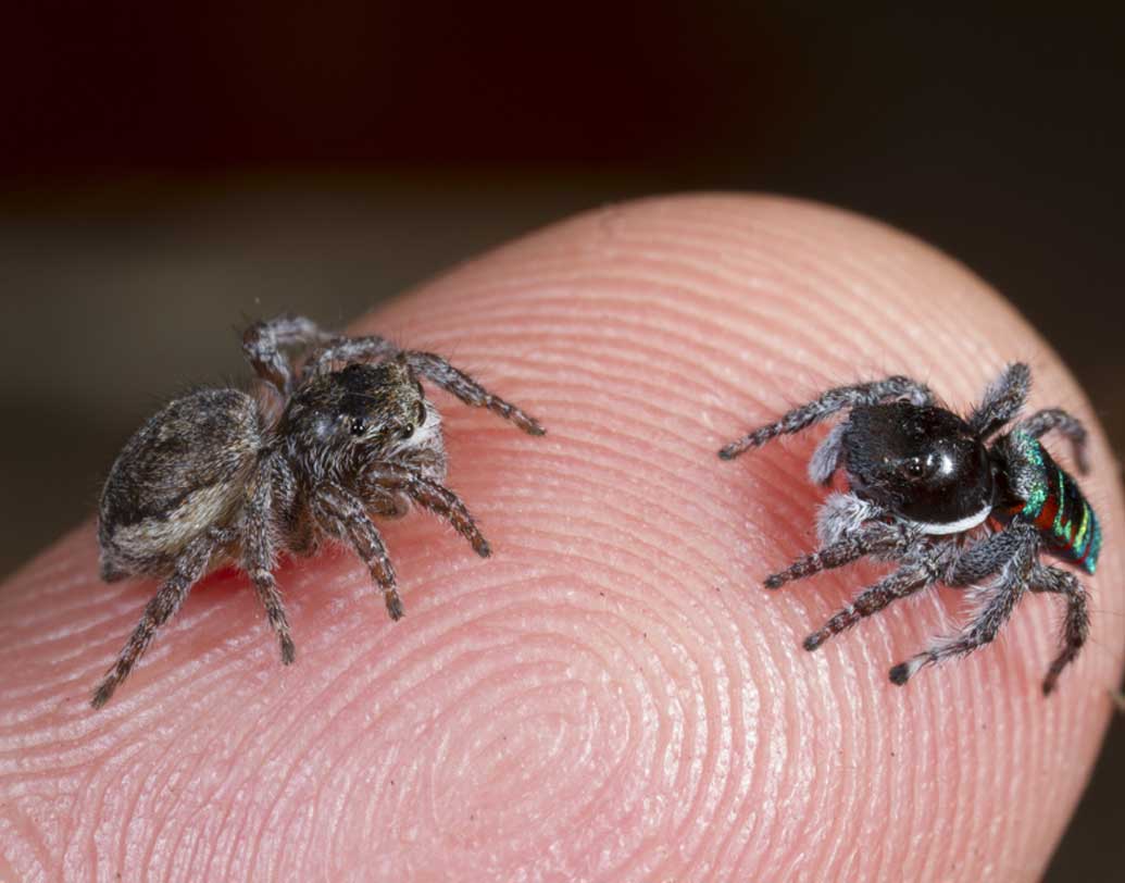 উজ্জ্বল রংয়ের ছোট্ট এই মাকড়সাদের বলা হয় ‘পিকক স্পাইডার’। একজন প্রাপ্তবয়স্ক মানুষের বুড়ো আঙুলের নখের সমান।