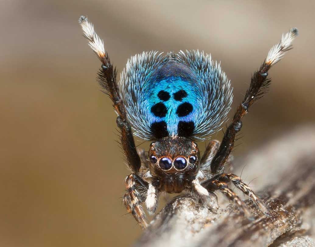উনিশ শতকে অক্টেভিয়াস পিকার্ড কেমব্রিজ নামের এক কীটতত্ত্ববিদ এই অদ্ভুত মাকড়সা আবিষ্কার করেন।