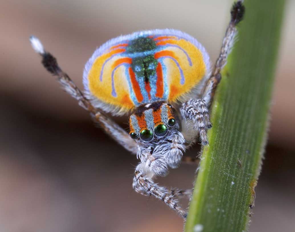 প্রকৃতি যেন তুলি দিয়ে ময়ূরের পেখম এঁকে দিয়েছে এই মাকড়সাগুলির শরীরে। তবে শুধুমাত্র পুরুষদের ক্ষেত্রেই রয়েছে রঙের বাহার, কেন জানেন?