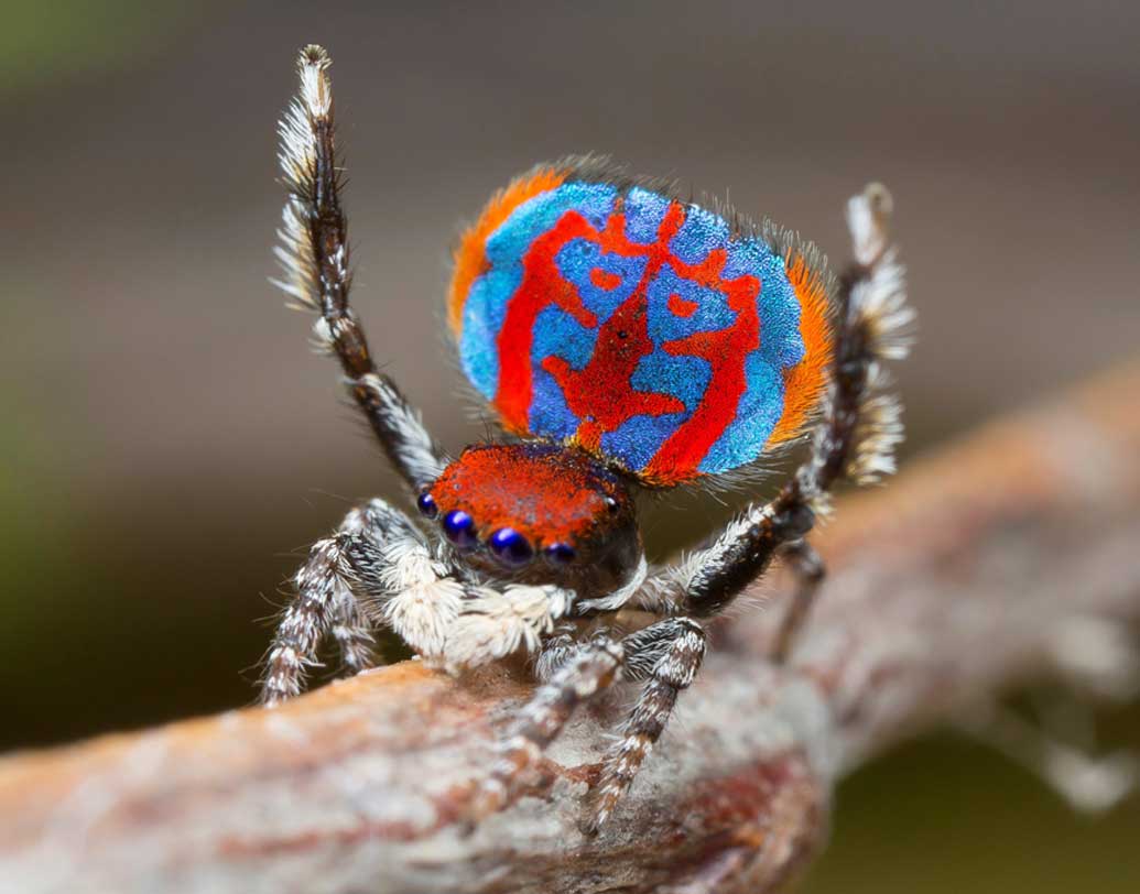 এদের পেটের দুটো অংশ আছে যা এমন রঙিন। বিভিন্ন রকম অঙ্গভঙ্গি করে এরা রঙের বাহার সঙ্গিনীকে প্রদর্শন করে যাতে স্ত্রী মাকড়সা মিলনে উৎসাহী হয়। তিন থেকে পাঁচ মিলিমিটার লম্বা ওই বিচিত্র মাকড়সার সাতটি নতুন প্রজাতির খোঁজ পেয়েছেন অস্ট্রেলিয়ার একদল বিজ্ঞানী।