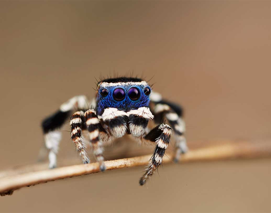 এখন পর্যন্ত পিকক স্পাইডারের ৪৮টি প্রজাতির খোঁজ মিলেছে। এদের বেশিরভাগেরই দেখা মেলে অস্ট্রেলিয়ার দক্ষিণাংশে (কুইন্সল্যান্ড ও নিউ সাউথ ওয়েলস প্রদেশে)। তবে এই খুদে মাকড়সাদের খুঁজে পাওয়া বেশ কঠিন। কারণ লাফিয়ে লাফিয়ে দ্রুত জায়গা বদল করে এরা।