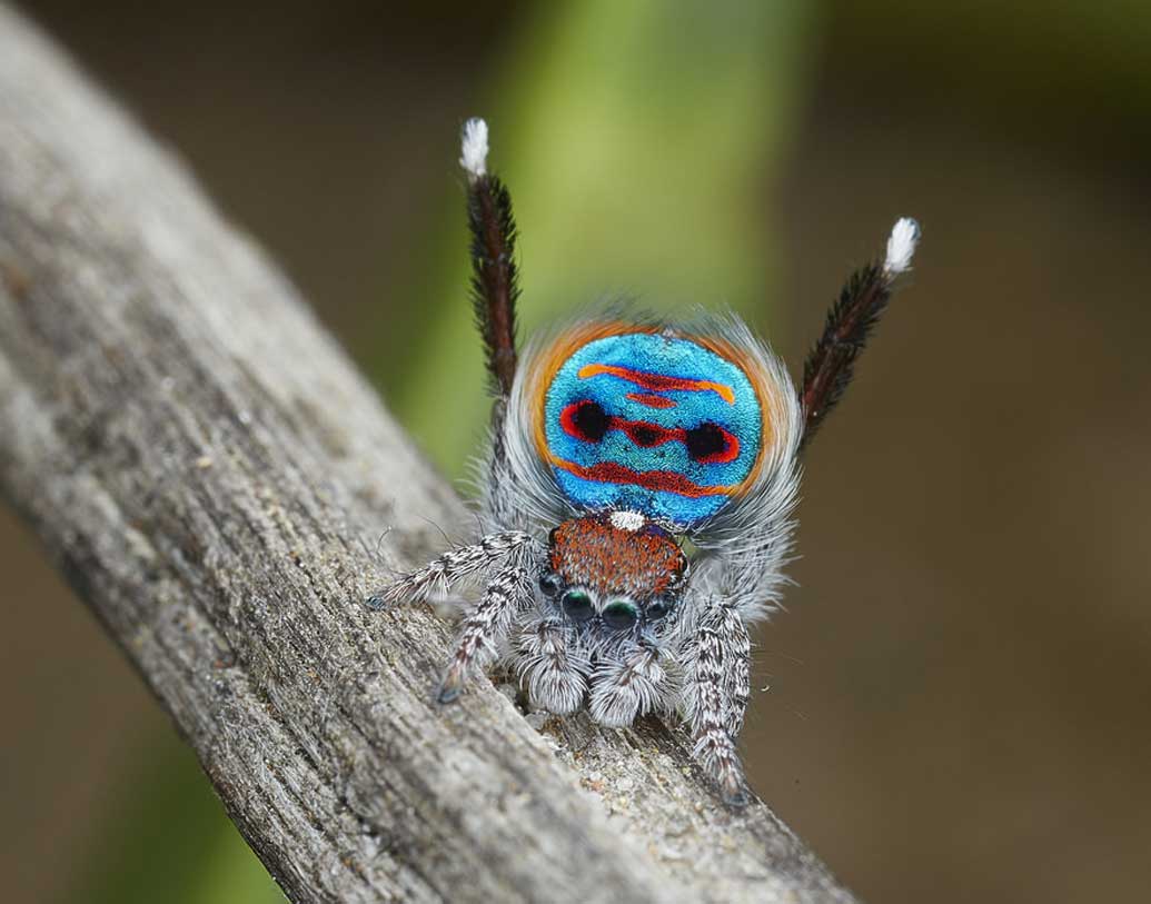 সঙ্গিনীর মন জয় করার জন্য এই মাকড়সাগুলি নাচল, কিন্তু সঙ্গিনীর পছন্দ হল না সেই নাচ, তখন কী হয় জানেন?