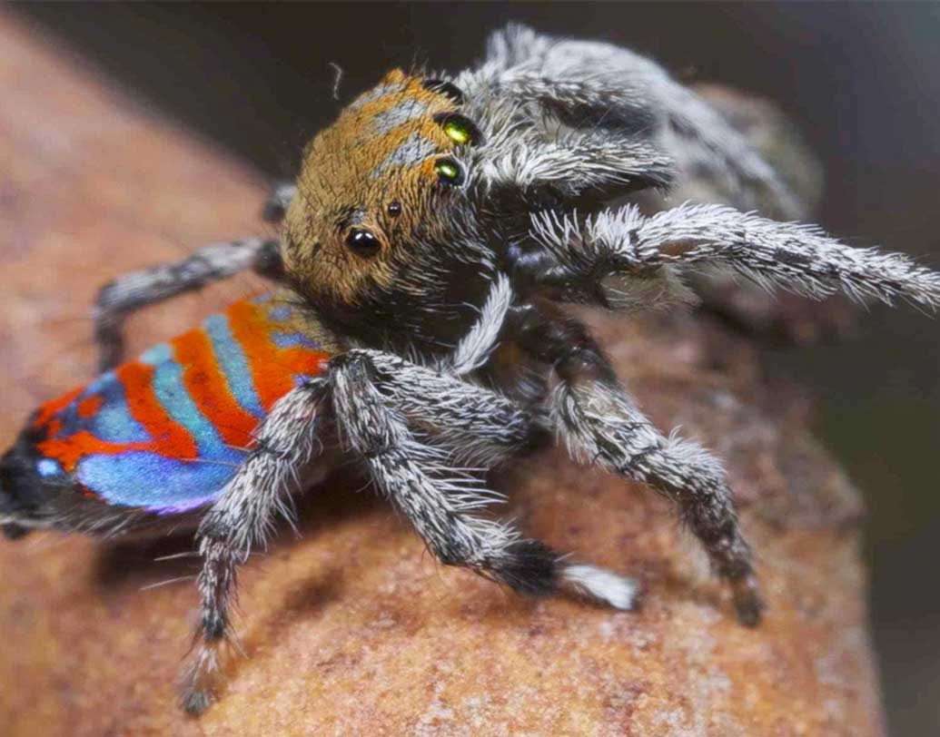 মনের মতো নাচ দেখিয়ে স্ত্রী মাকড়সার মন ভোলাতে না পারলে প্রাণটাই দিতে হয় তাকে। কারণ, সঙ্গিনী মাকড়সাটি তখন আস্ত খেয়ে ফেলে পুরুষ মাকড়সাটিকে। তবে এই পুরুষ মাকড়সার গায়ের এই রঙের কারণও বেশ অদ্ভুত।