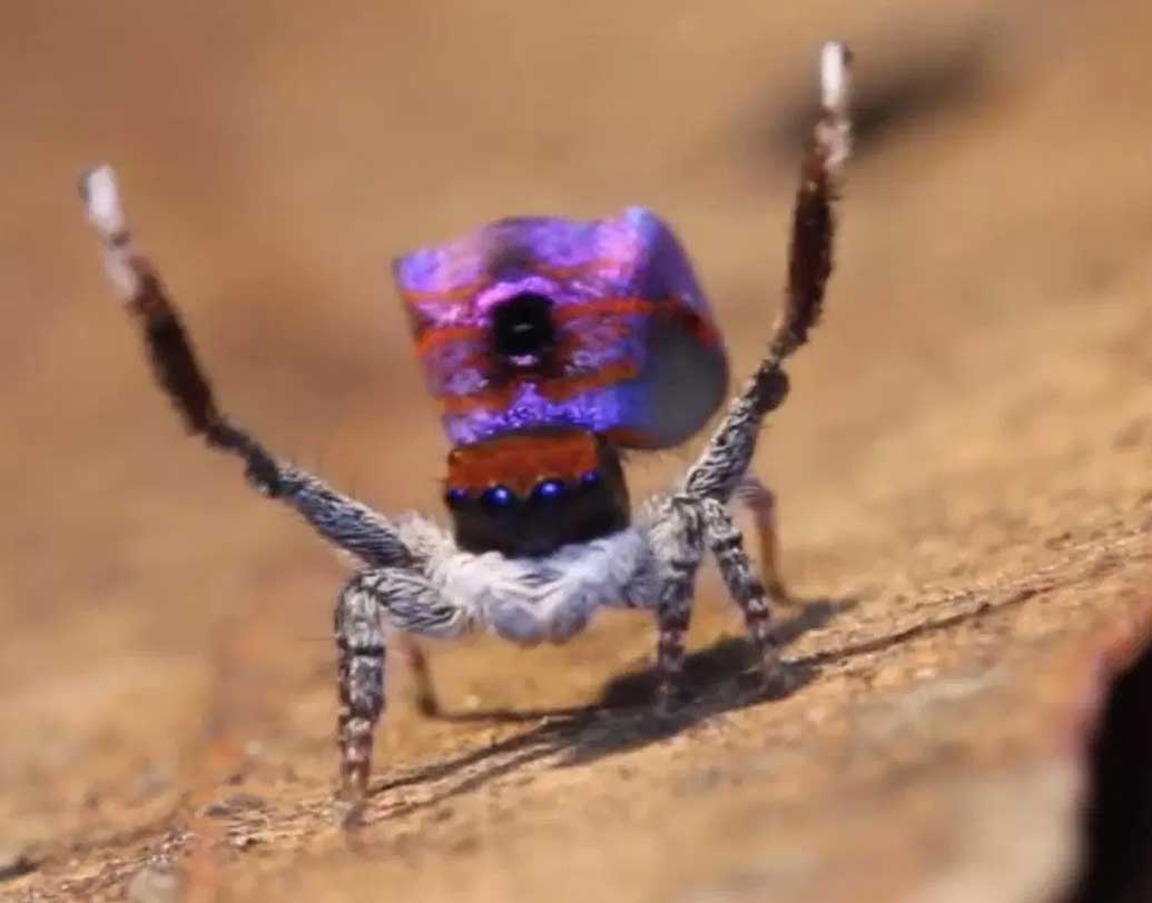 কোনও ক্ষেত্রে বিশেষ রঞ্জকের উপস্থিতির জন্যই এই রঙ। আবার নীল রঙের ক্ষেত্রে বিশেষ করে একটা ‘ন্যানো স্ট্রাকচার’ থাকে, যেটি মাকড়সার শরীরে চ্যাপ্টা থলের মতো আঁশের মধ্যে থাকে, সেটি আস্ত একটা যন্ত্র হিসাবে কাজ করে। ওই যন্ত্রটি বিশেষ রঙের তরঙ্গদৈর্ঘ্যকে প্রতিফলিত করে।