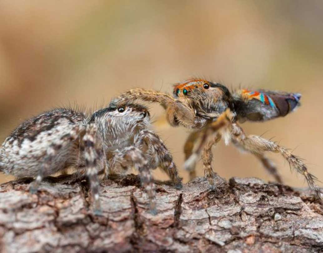 মানুষের ক্ষেত্রে তিনটি রিসেপ্টর থাকে যেখানে, সেখানে এই পিকক স্পাইডারের স্ত্রী মাকড়সার চোখে চারটি আলাদা ফোটোরিসেপ্টর (আলোকগ্রাহক) থাকে। একে বলে টেট্রাক্রোমাটিক। যার ফলে রঙের পার্থক্য ও নকশা বুঝতে পারে স্ত্রী মাকড়সা।  