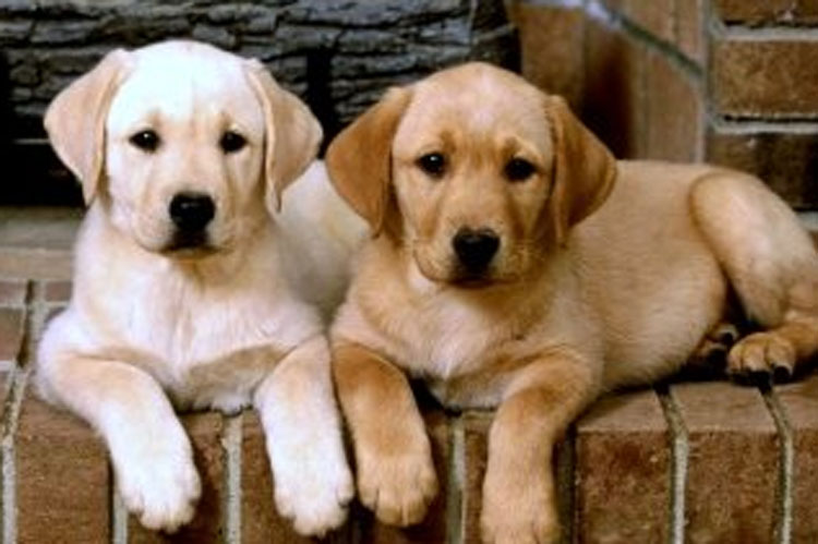 ঘটনাটি ঘটেছে চিনে। চিনের বাসিন্দা লিউ তাঁর দলিলে স্পষ্ট উল্লেখ করেছেন, যাতে তাঁর সম্পত্তির কোনও ভাগই তাঁর সন্তানদের না দেওয়া হয়।